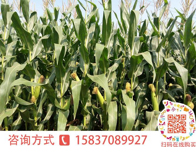 北京大京九农业开发本着"真诚,实干,产品质量高于一切"的经营