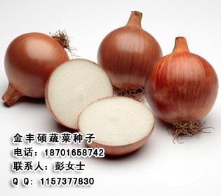 进口甘蓝种子北京金丰硕农业发展产品展示13172546图片注册号