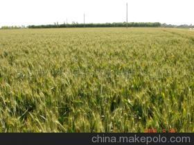 【小麦种子 黑小麦种子】价格,厂家,图片,粮食作物种子,保定市农资科技市场富民种子经营部-